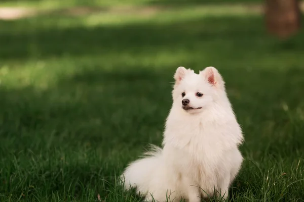 Симпатичная белая собака на открытом воздухе — стоковое фото