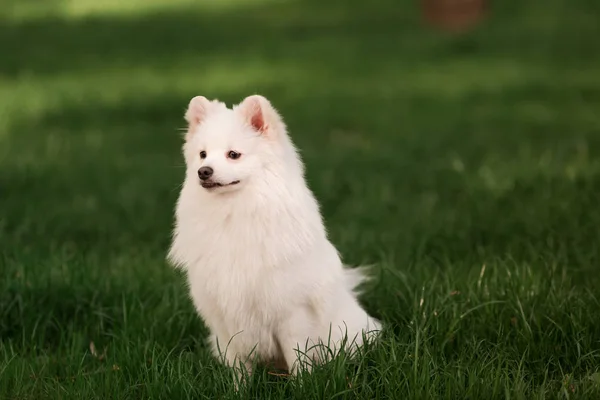 Милий білий шпіц собака на відкритому повітрі — стокове фото