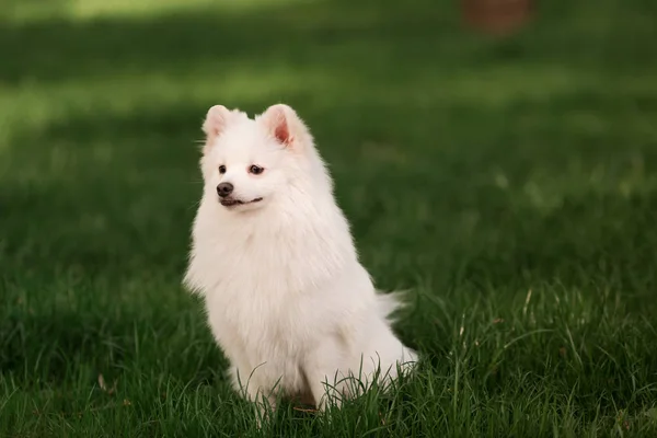 Cão spitz branco bonito ao ar livre — Fotografia de Stock