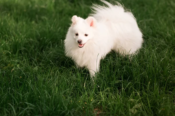 Lindo blanco spitz perro al aire libre — Foto de Stock