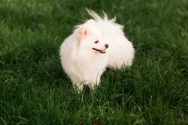 Милий білий шпіц собака на відкритому повітрі — стокове фото