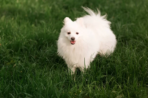 Söt vit spitz hund utomhus — Stockfoto