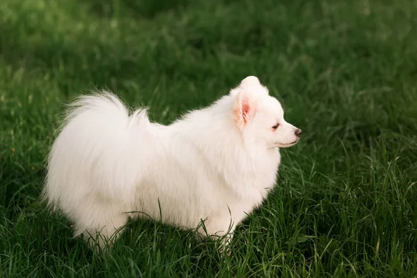 Schattige witte spitz hond buiten — Stockfoto