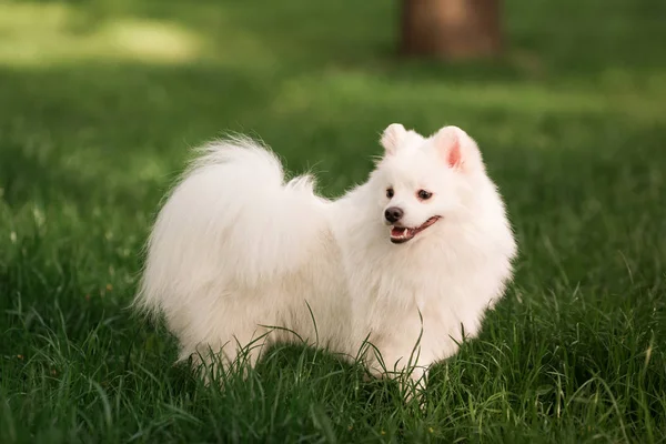 Niedlicher weißer Spitz Hund im Freien — Stockfoto