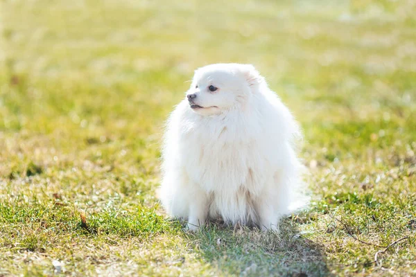 Biały Mały Pomeranian Spitz Siedzi Trawniku Zewnątrz Parku — Zdjęcie stockowe