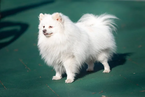 Biały Mały Pomeranian Spitz Stojący Placu Zabaw Odkryty Parku — Zdjęcie stockowe