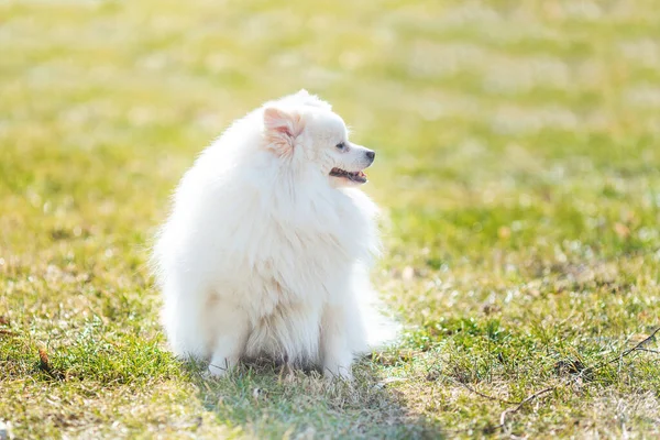 Biały Mały Pomeranian Spitz Siedzi Trawniku Zewnątrz Parku — Zdjęcie stockowe