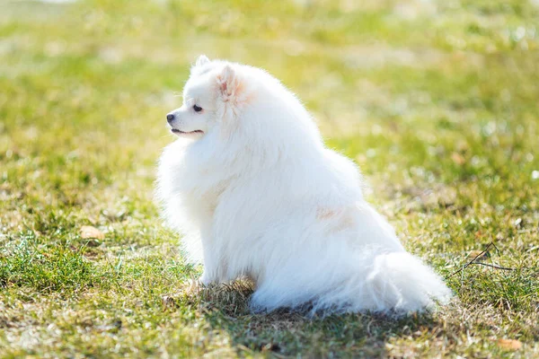Pequeño Spitz Pomeraniano Blanco Sentado Césped Aire Libre Parque — Foto de Stock