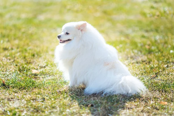 Biały Mały Pomeranian Spitz Siedzi Trawniku Zewnątrz Parku — Zdjęcie stockowe