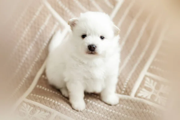 Mignon Adorable Chien Spitz Blanc Pelucheux Chiot Meilleur Ami Animal — Photo