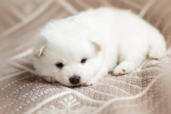 Lindo Adorable Perrito Spitz Blanco Esponjoso Mejor Amigo Mascota Para —  Fotos de Stock