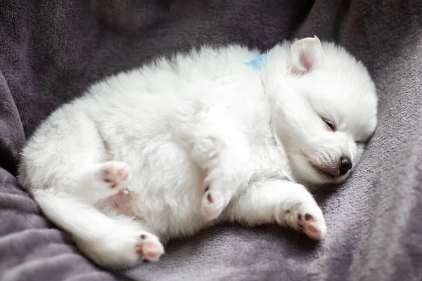 Lindo Adorable Perrito Spitz Blanco Esponjoso Mejor Amigo Mascota Para —  Fotos de Stock