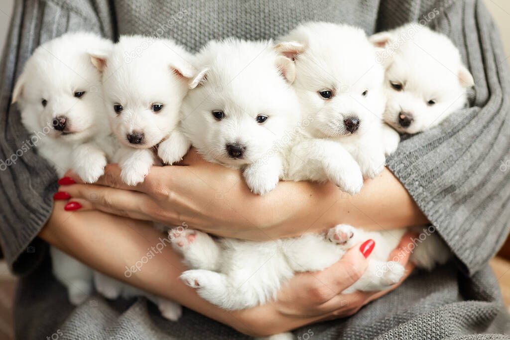 Cute adorable fluffy white spitz dog puppies in hands. Best pet friend for kids