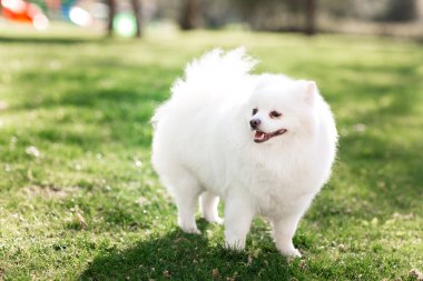 Parktaki çimlerin üzerinde oturan küçük beyaz Pomeranya tükürüğü.