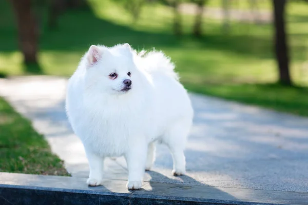 Biały Mały Pomeranian Spitz Siedzi Trawniku Zewnątrz Parku — Zdjęcie stockowe