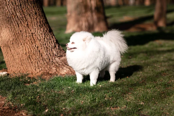 Pequeño Spitz Pomeraniano Blanco Sentado Césped Aire Libre Parque —  Fotos de Stock