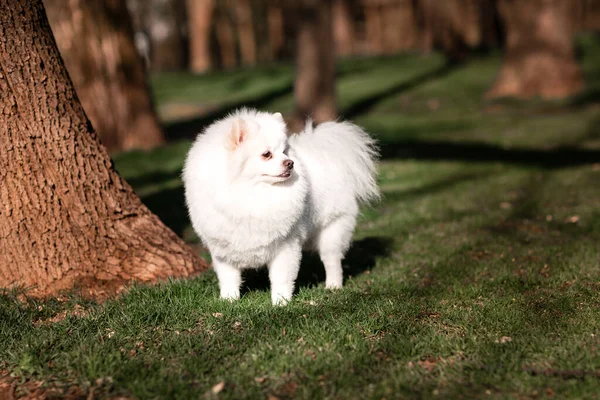 Witte Kleine Pomeranian Spitz Zittend Het Gazon Buiten Het Park — Stockfoto