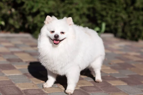 Bianco Piccolo Spitz Pomerania Seduto Sul Prato All Aperto Nel — Foto Stock