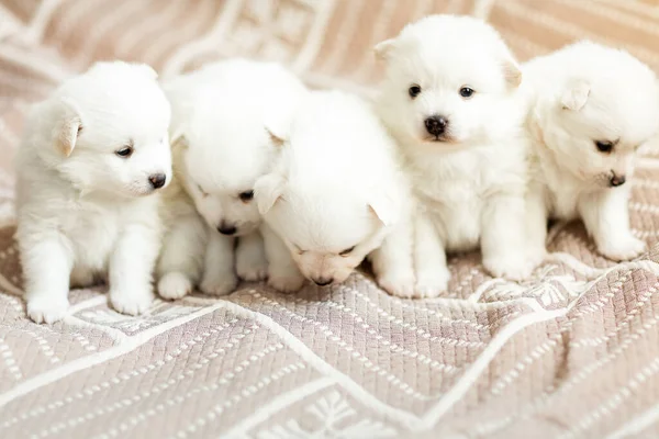 毛布の上にかわいいかわいいふわふわの白い綿毛犬子犬 子供のための最高のペットの友人 — ストック写真