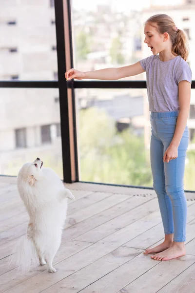 Adolescente Mignonne Entraînant Son Chien Spitz Maison Meilleur Ami Animal — Photo