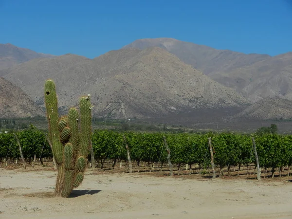 Kurak vadide bağ ve kaktüs