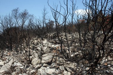 Büyük yangından sonra