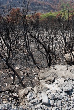 Büyük yangından sonra