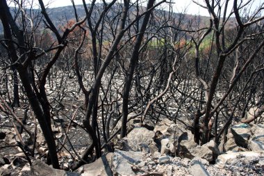 Büyük yangından sonra