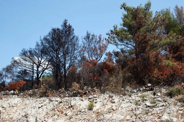 Büyük yangından sonra