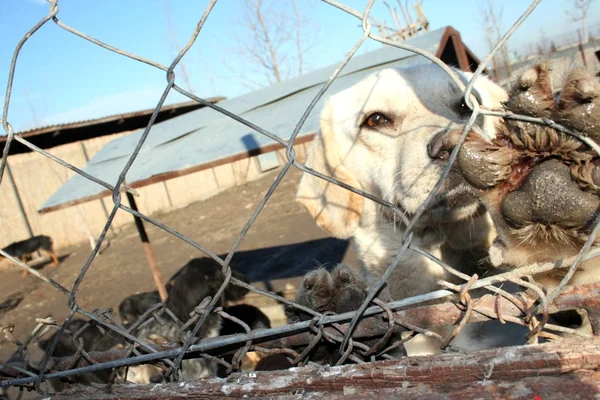 Dog Stuck Animal Shelter Waiting Adoption — Stock Photo, Image