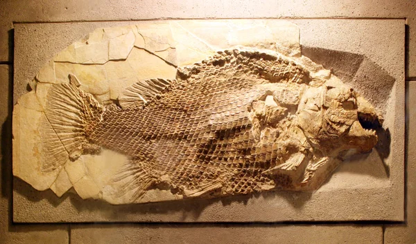 Antique Fossile Poisson Sur Fond Pierre Jaune — Photo
