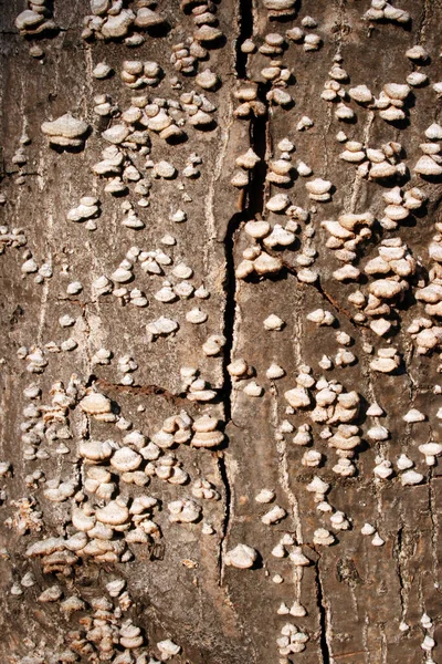 Wood Disease Problematic Infection Tree Bark — Stock Photo, Image