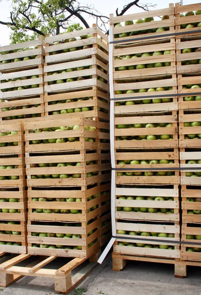 Friss Gyümölcs Almák Kertből Fából Készült Ládákban Őszi Szüret — Stock Fotó