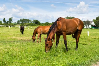 Doğada güzel atlar