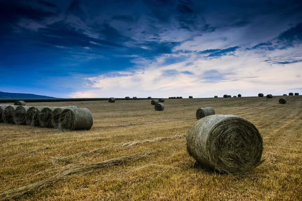 Baled Hay Rolls — Stock Photo, Image