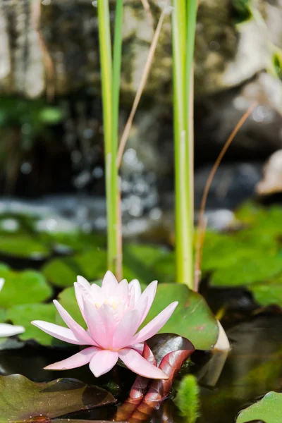 Flor de loto rosa — Foto de Stock
