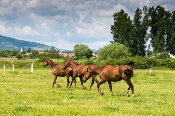 Beautiful horses in nature — Stock Photo, Image