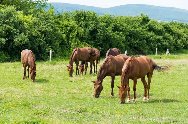 Beautiful horses in nature — Stock Photo, Image