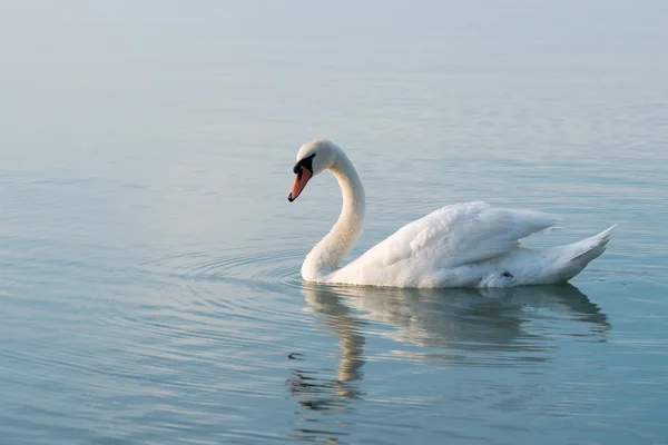 Labuť na jezeře Balaton — Stock fotografie