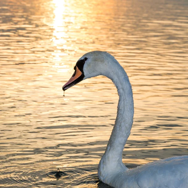 Swan på Balatonsjön — Stockfoto