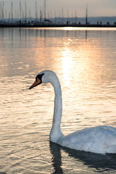 A Balatontól hattyú — Stock Fotó