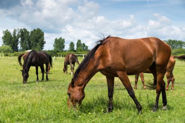 Doğada güzel atlar