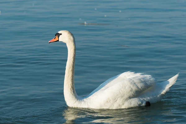 Cisne no lago Balaton — Fotografia de Stock