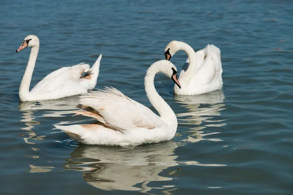 巴拉顿湖上的天鹅 — 图库照片