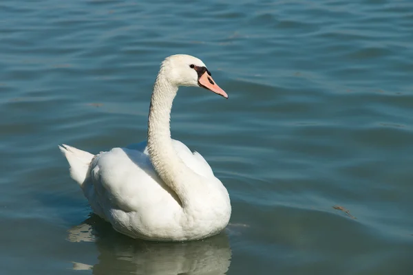 Cisne no lago Balaton — Fotografia de Stock