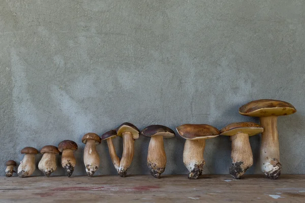 Cogumelos porcini colhidos — Fotografia de Stock