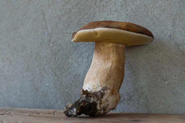 Гриб видобуваються білих грибів — стокове фото