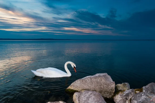 A Balatontól hattyú — Stock Fotó