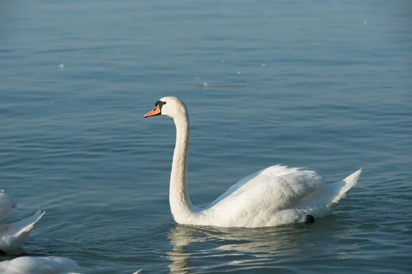 Kuğular Balaton Gölü üzerinde — Stok fotoğraf