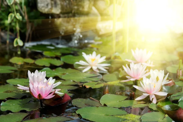 Fondo de flores de loto — Foto de Stock